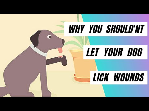 Why You Should Not Let Your Dog Lick Their Wounds in 2021