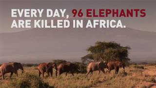 Ivory Belongs on Elephants