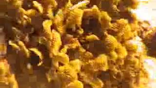 Cozumel cave dive and seahorse up close