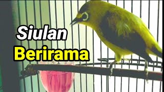 Download lagu Ini Isian Apa Ya Bos ,Macam Nyanyi Ja , Masteran Pleci Siulan Berirama @cintakicaupleci7600 mp3 Download lagu Ini Isian Apa Ya Bos ,Macam Nyanyi Ja , Masteran Pleci Siulan Berirama @cintakicaupleci7600 mp3