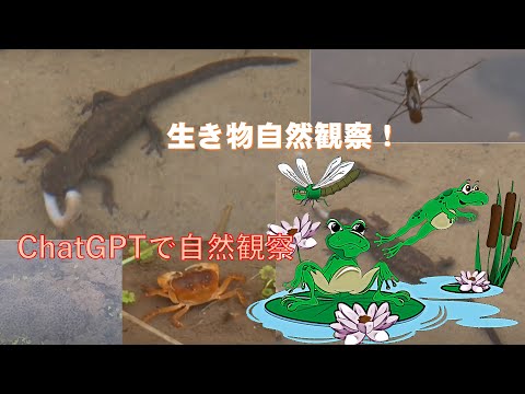 学校教育課程 棚田に，生息する様々な生き物を観察！オタマジャクシ，アメンボ，さわがに，水中を泳ぐミミズ，イモリに癒される。棚田4段目をもうすぐ完成できる。春到来で，緑に景色が美しいです。