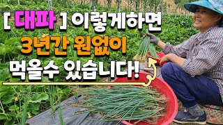 대파 이렇게 옮겨심으면 몇년간 계속 먹을수 있습니다 대파 모종 대파 씨앗 대파 키우기 - Growing gr…