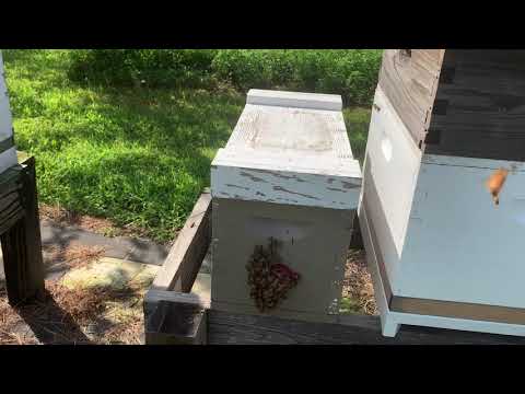 Expanding  a honeybee Nuc | beekeeping