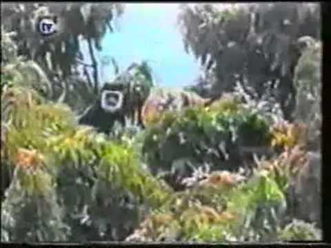 CAZINSKI AUDICIJA   ZIVOTINJE HUMOR