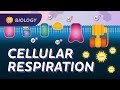 Cellular Respiration Do Cells Breathe Crash Course Biology 27
