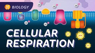 How do cells get their energy? (Electron Transport Chain): Crash Course Biology #27