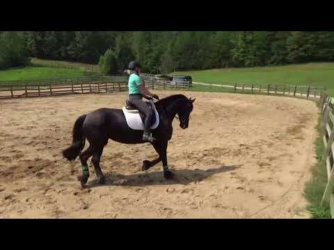 For Sale: Jekke 2011 Mare