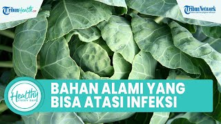 Apakah Kubis Bisa Meredakan Rasa Sakit Maag? Ini 4 Obat dari Bahan Alami yang Dapat Melawan Infeksi