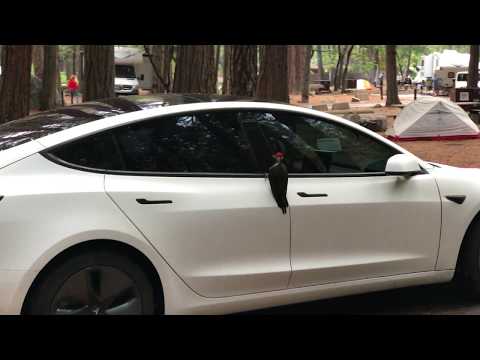 Woodpecker inspects Tesla Model 3.