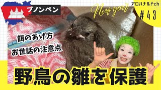 【カンボジア】野鳥の小鳥の雛を保護したお話【プノンペン】