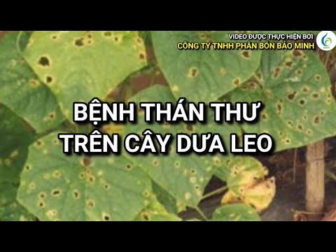 BỆNH THÁN THƯ TRÊN CÂY DƯA LEO | Bảo Minh FE