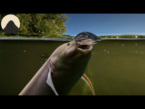 The Evolution of Lungs