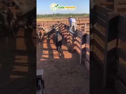 Esse tem a senha #Boiadeiro#Boibravo#Agro#Touro#Nelore#Vidanaroça #rodeio#montaria#cowboy#boiada