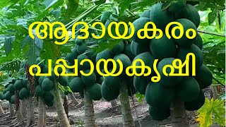 ആദായകരം പപ്പായകൃഷി Papaya Cultivation in Kerala Red Lady