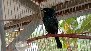 Download lagu srigunting bukit gacor efek voer hulk mp3 Download lagu srigunting bukit gacor efek voer hulk mp3