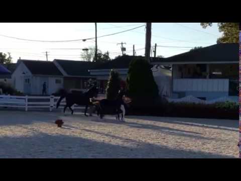 Logan ISF - 2016 Devon Breed Show - Foal Champion