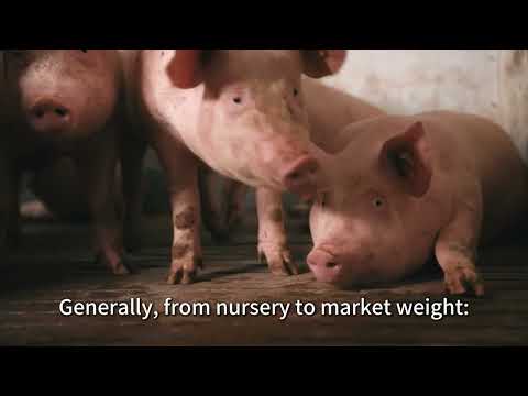 Pigfarmers must know this: How much feed for 1kg of weight gain?