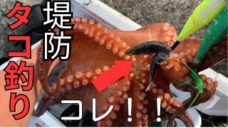 堤防タコ釣り【短時間でタコ釣るコツ】