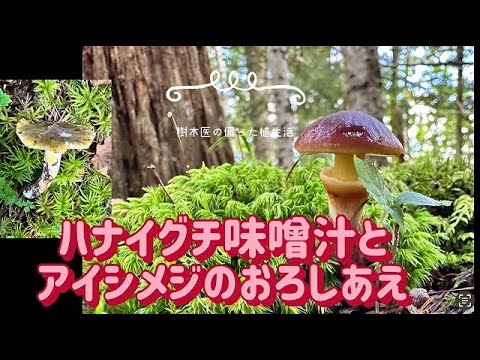 自家製ツリーライムの作り方は？菩提樹にいつメスを入れるのか？なぜ、どのように行うのか?  庭園