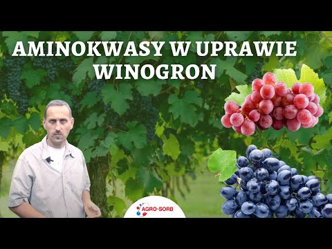 , title : 'Aminokwasy w uprawie winogron - AgroSorb Folium - PolskieAminokwasy.pl'
