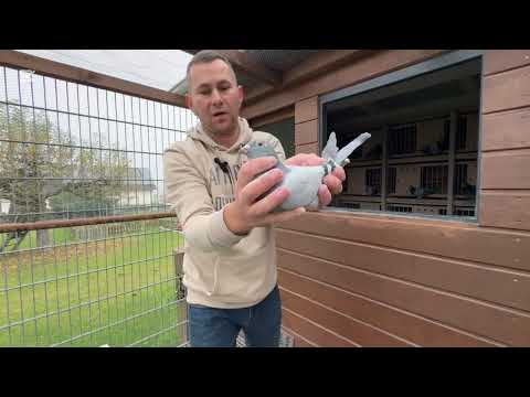 Successful racing season 2025 - 1 pigeon 13 times on 13 different lofts - 🕊️Pigeons from the Hurr...