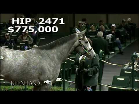 2012 November Breeding Stock Sale  - Hip 2471, Flashy Gray