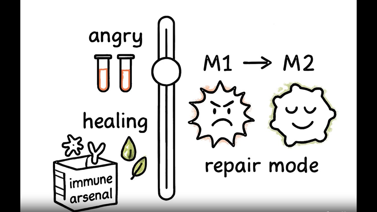 KPV Peptide Explained Simply | Anti Inflammatory, Gut Healing & Skin Repair Benefits