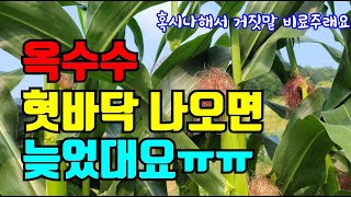 옥수수풀메기하고 지금 심으면 가을에 먹어요.늦은 비료주기