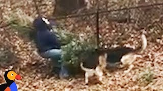 Dogs Don&#39;t Want Dad To Throw Away Christmas Tree  | The Dodo