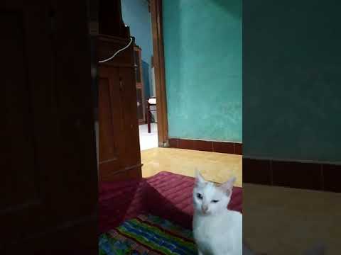 OMG my Cat wink at me while watching Cartoon
