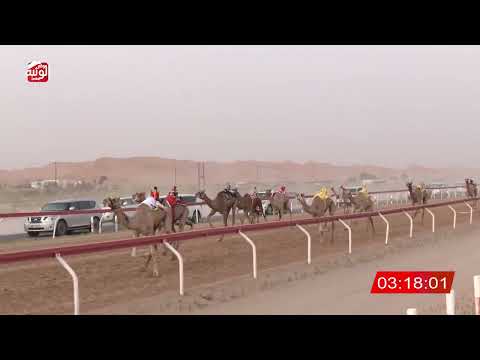 ش 6 (بلشه) لـ احمد محمد بن يزرب العامري 4:41 ، مهرجان العين 2026/08/02 حقايق الساد