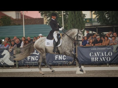 Horse for Sale | 5YO stunning dressage prospect by Soberano (REF#805)