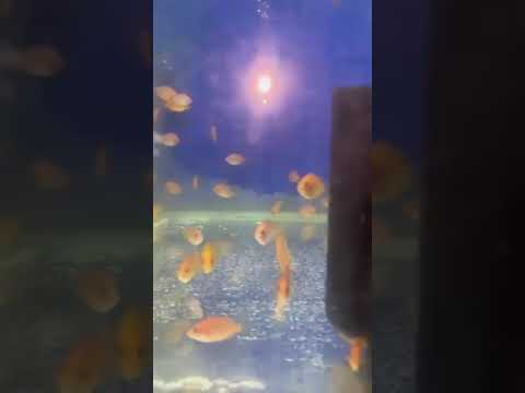 Piscicultura Bianco, Paicandu PR