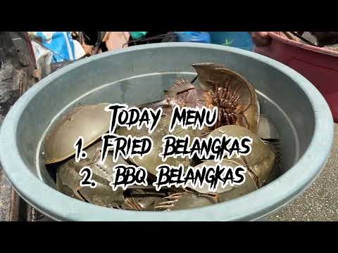 Belangkas / Horse shoe crab BHFC Style