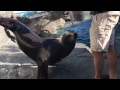 Aquarium Of The Pacific Exhibits Seal And Sea Lion Habitat