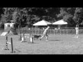 Rex Advanced Jumpers Paws4Fun