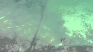 Megabass vision oneten jr glx skeleton wakasagi