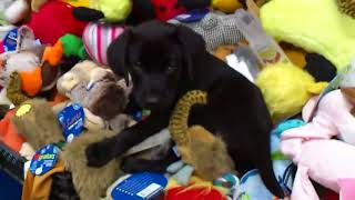 MY DOG SNOOPY CHOOSES A NEW TOY (SNOOPY EP.2)