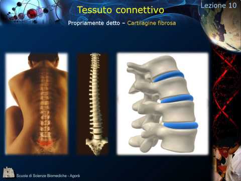 Istologia - Lezione 10: Cartilagine e Osso pt. 1