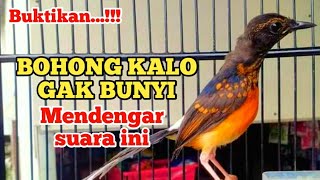Download lagu Pancingan murai trotol dan pastol BUNYI GACOR buat murai trotol belajar bunyi murai trotol gacor 40 mp3