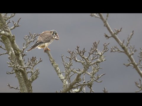 American Kestrel Eats a Snake