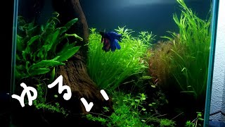 Planted Nano aquarium tank maintenance