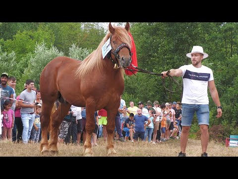 Gabi's Stallion from Bața - Bistrita 2022