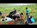 Simple Work Real Effort Balqis Cuts Grass To Make A Living