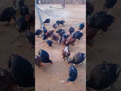 disponível um lote de GSB balão sertaneja, Itauru Ararendá -CE, 88981875138.