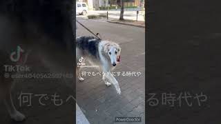 #面白い #tiktok