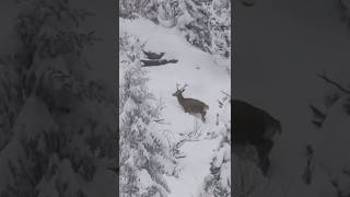 BERGJAGD AM LIMIT #jagd #bergjagd #gamsjagd