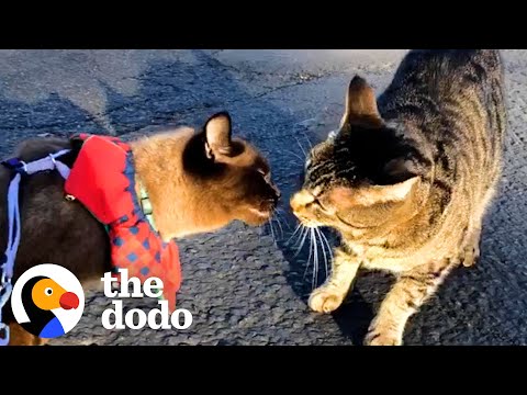 Cat Meets New Boyfriend On A Walk But Is Skeptical About Him At First, Until... | The Dodo Cat Crazy