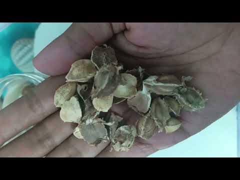 Moringa Leaves Powder