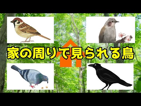 ターコイズブルーと黒の鳥